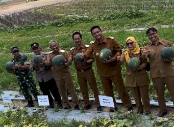 Panen Semangka Bersama Bupati Klaten di Desa Demak Ijo