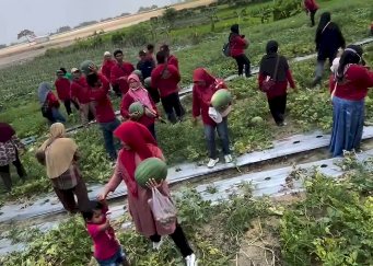 Panen Semangka Bersama Bupati Klaten di Desa Demak Ijo
