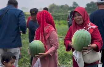 Panen Semangka Bersama Bupati Klaten di Desa Demak Ijo