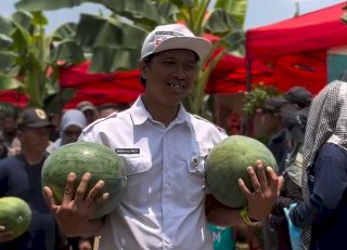 Panen Semangka Bersama Bupati Klaten di Desa Demak Ijo