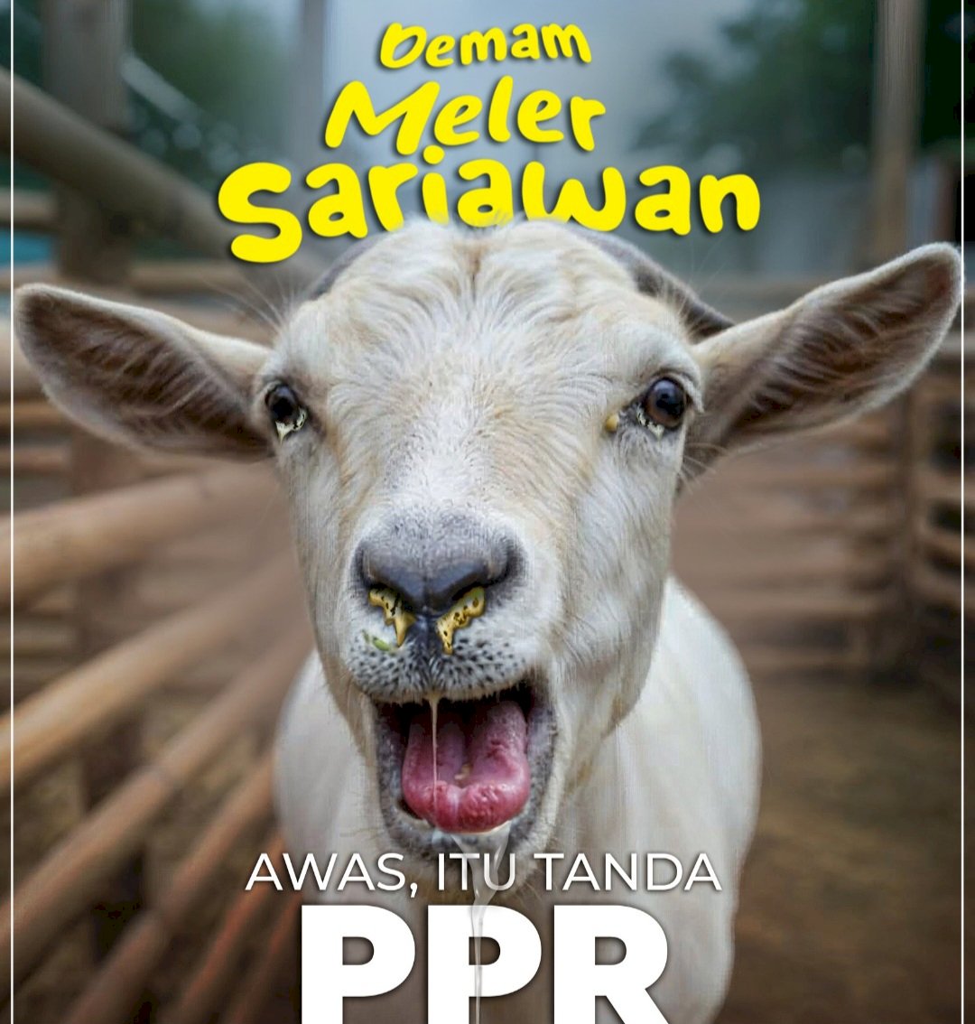 WASPADA!! PENYAKIT BARU PADA KAMBING DAN DOMBA