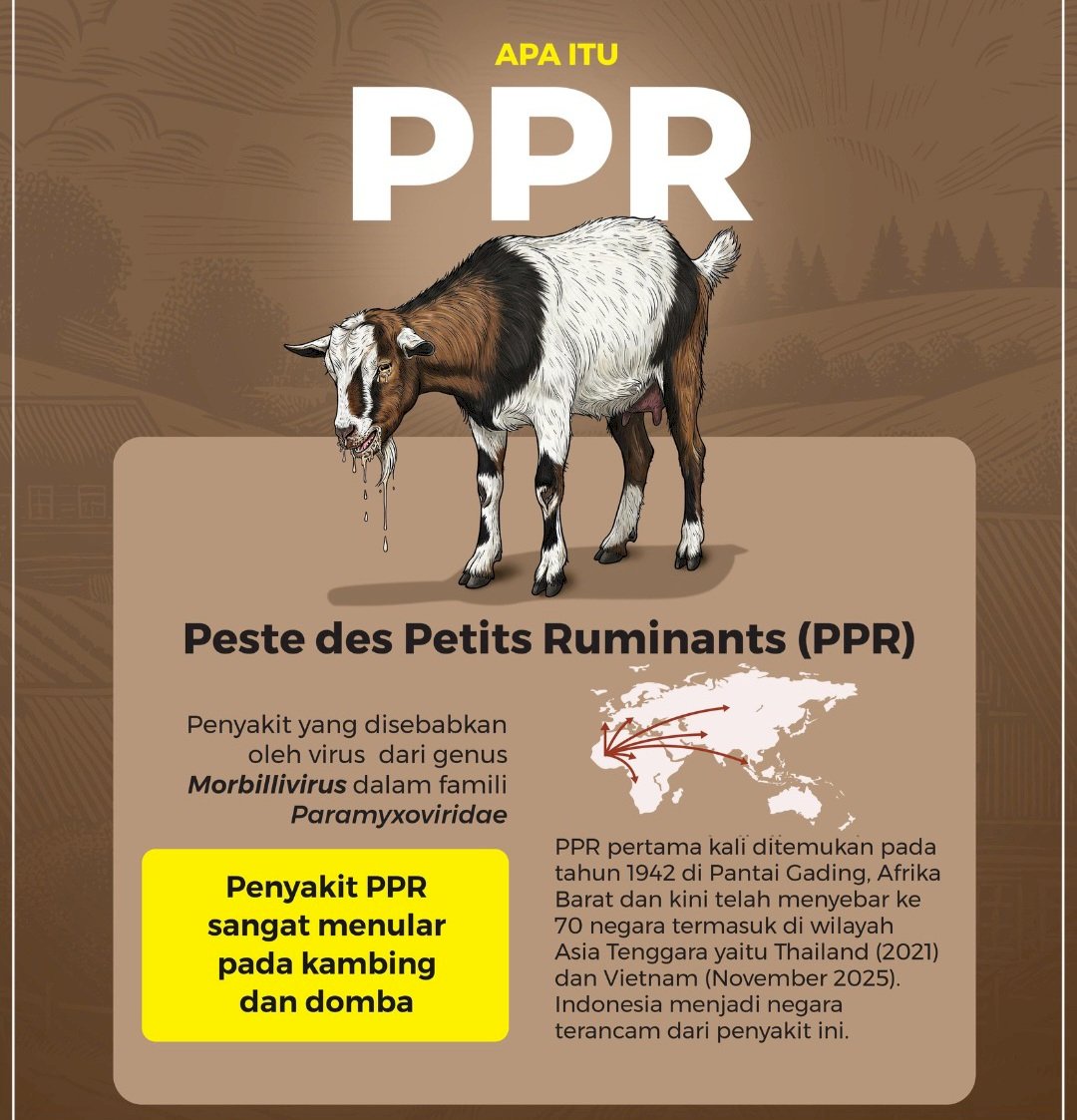 WASPADA!! PENYAKIT BARU PADA KAMBING DAN DOMBA
