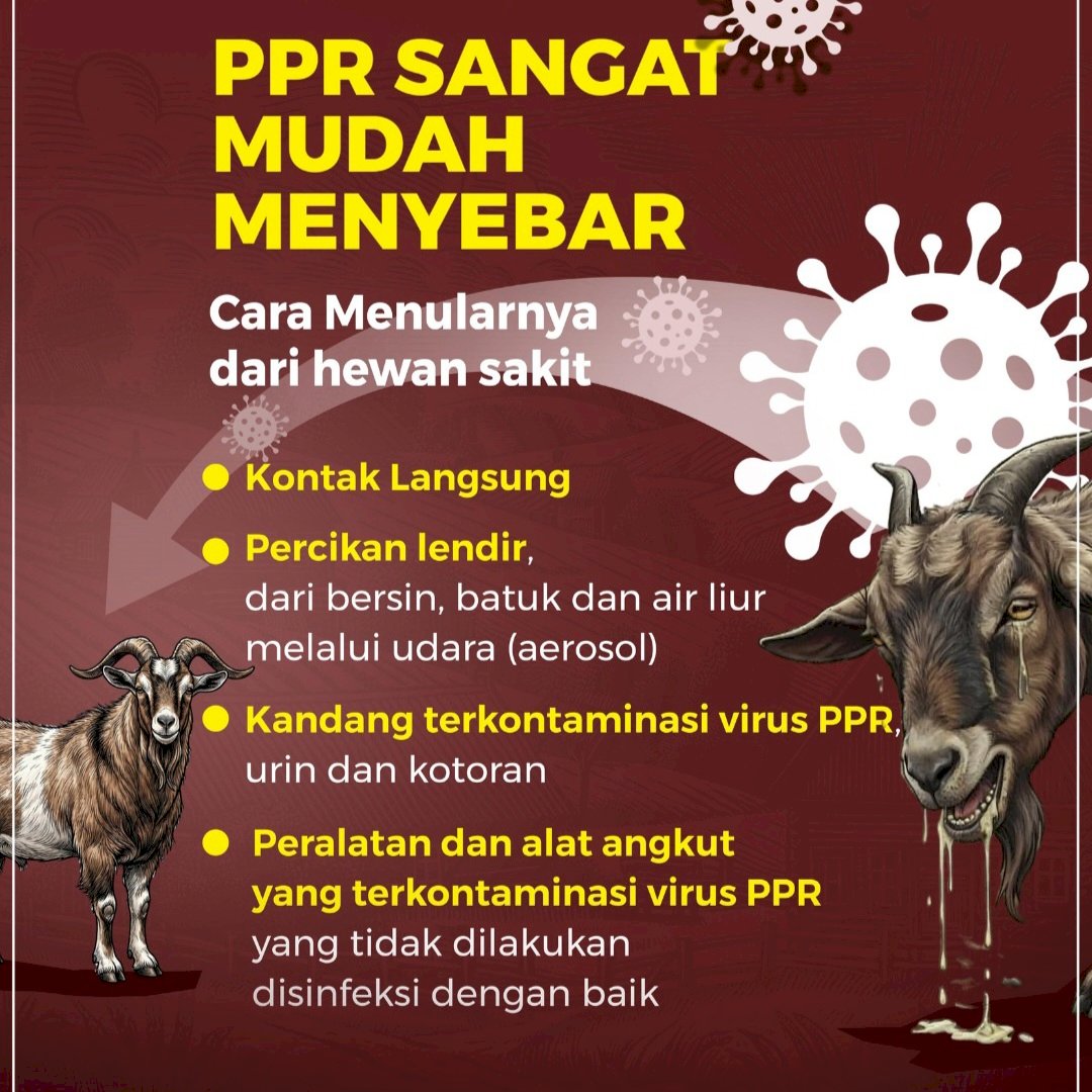 WASPADA!! PENYAKIT BARU PADA KAMBING DAN DOMBA