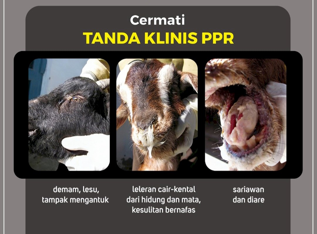 WASPADA!! PENYAKIT BARU PADA KAMBING DAN DOMBA