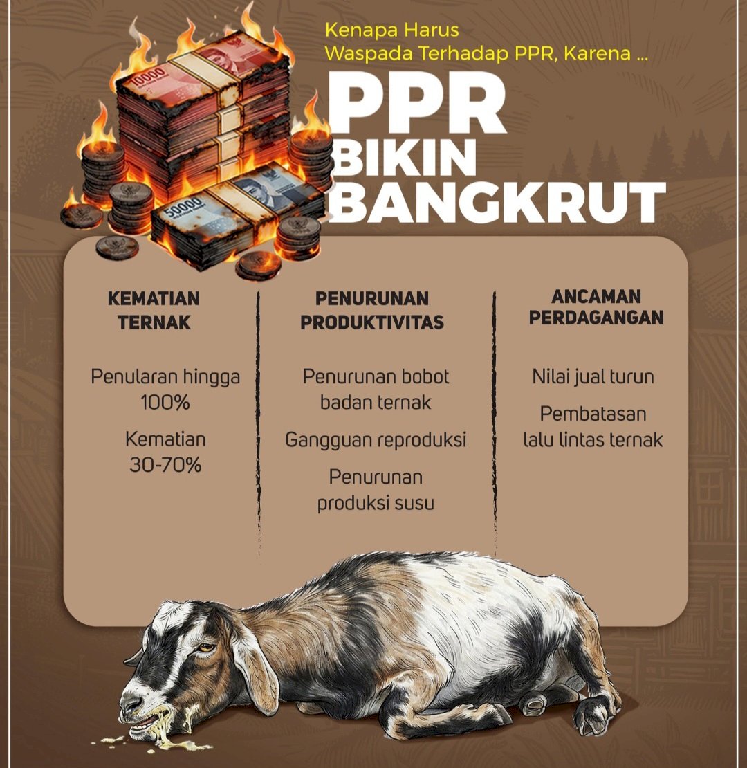 WASPADA!! PENYAKIT BARU PADA KAMBING DAN DOMBA