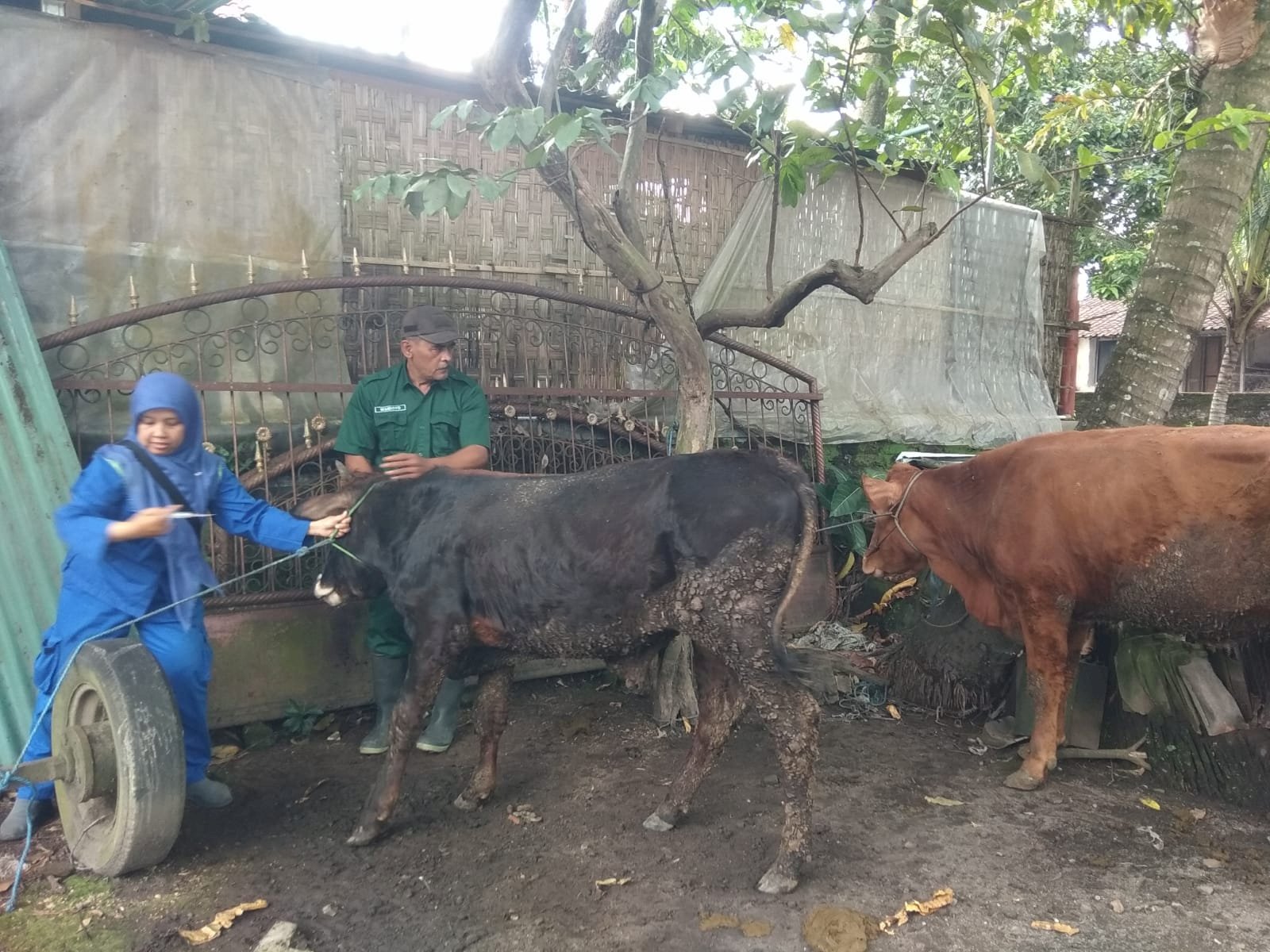 TINDAK LANJUT PEMERIKSAAN KANDANG SAPI AMBRUK