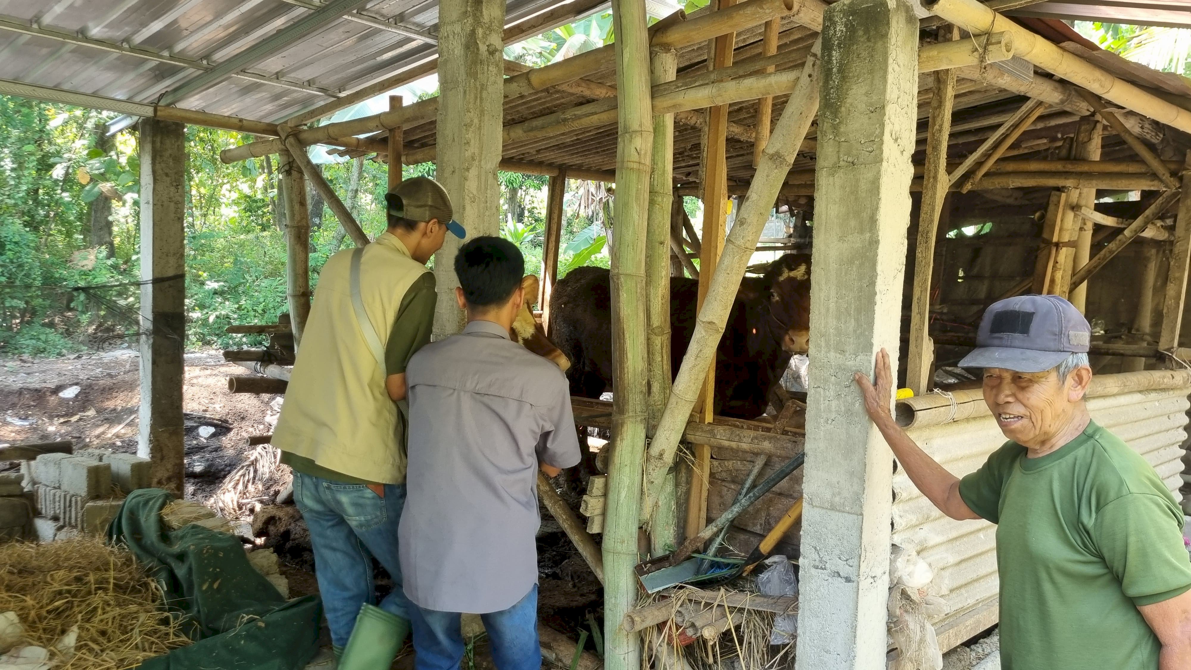 VAKSINASI ANTHRAX PADA TERNAK DI WILAYAH PERBATASAN KABUPATEN KLATEN DENGAN KABUPATEN GUNUNG KIDUL