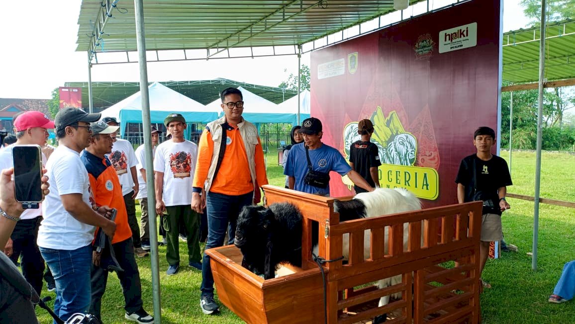 BUPATI CUP III 2026 KONTES KAMBING KALIGESING DAN DOMBA