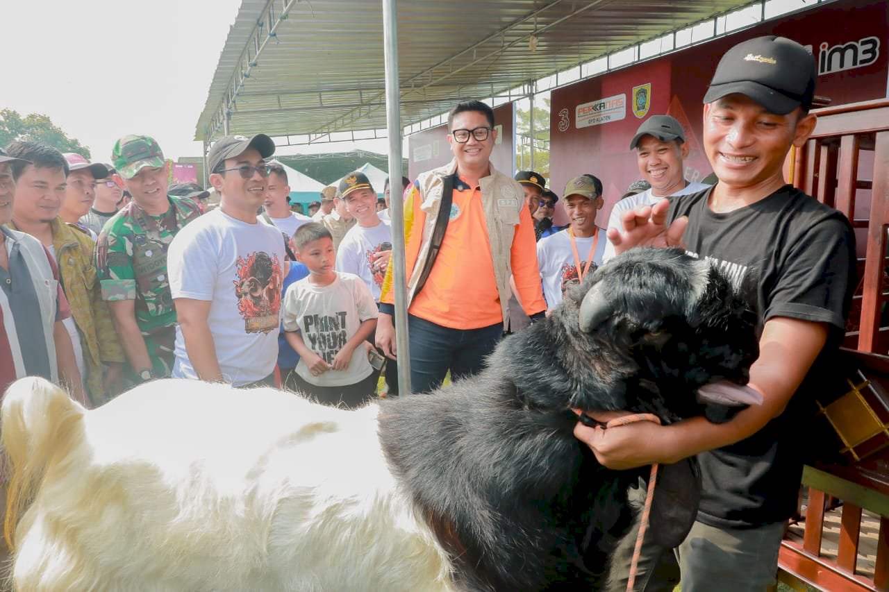 BUPATI CUP III 2026 KONTES KAMBING KALIGESING DAN DOMBA