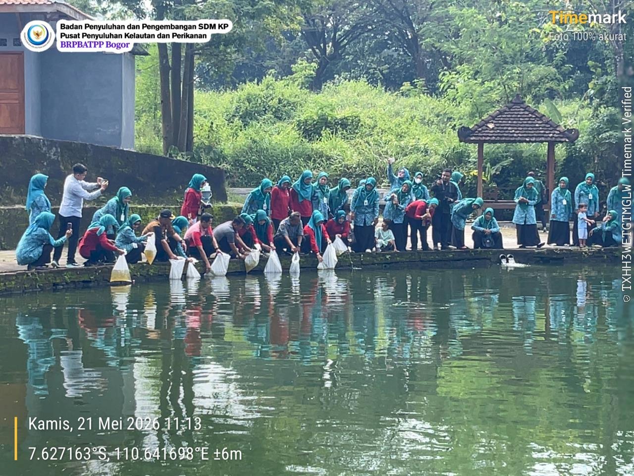 TEBAR BENIH IKAN TAWES DI PONDOK KARANGANOM UMBUL SI KAJAR