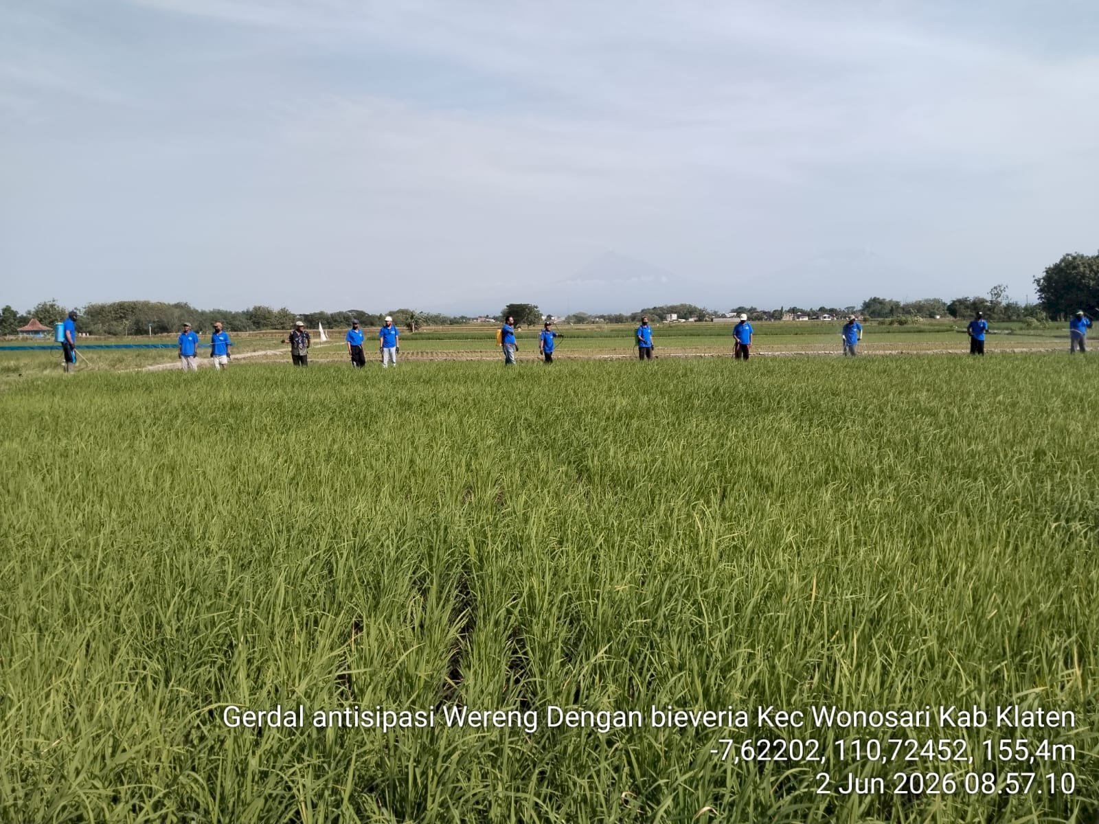 GERDAL ANTISIPASI WERENG DENGAN BIEVERIA