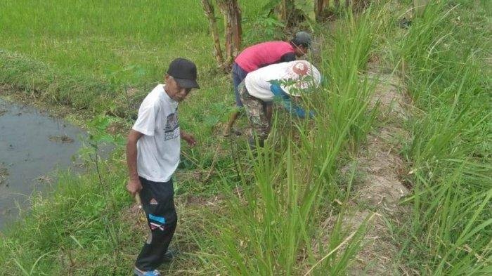 GERDAL PENGENDALIAN TIKUS SAWAH DESA POKAK KECAMATAN CEPER KLATEN