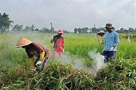 GERDAL PENGENDALIAN TIKUS SAWAH DESA POKAK KECAMATAN CEPER KLATEN
