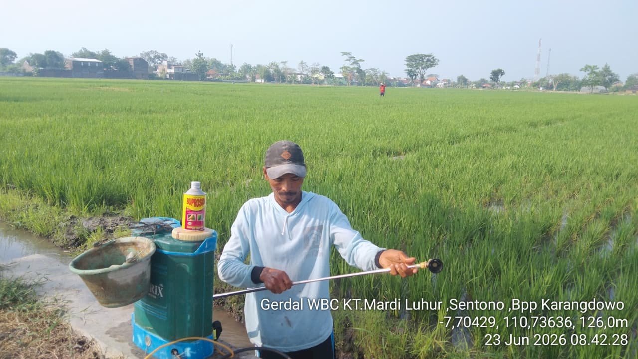 PENYULUHAN DAN GERDAL WBC (Wereng Batang Coklat) POKTAN MARDI LUHUR KARANGDOWO