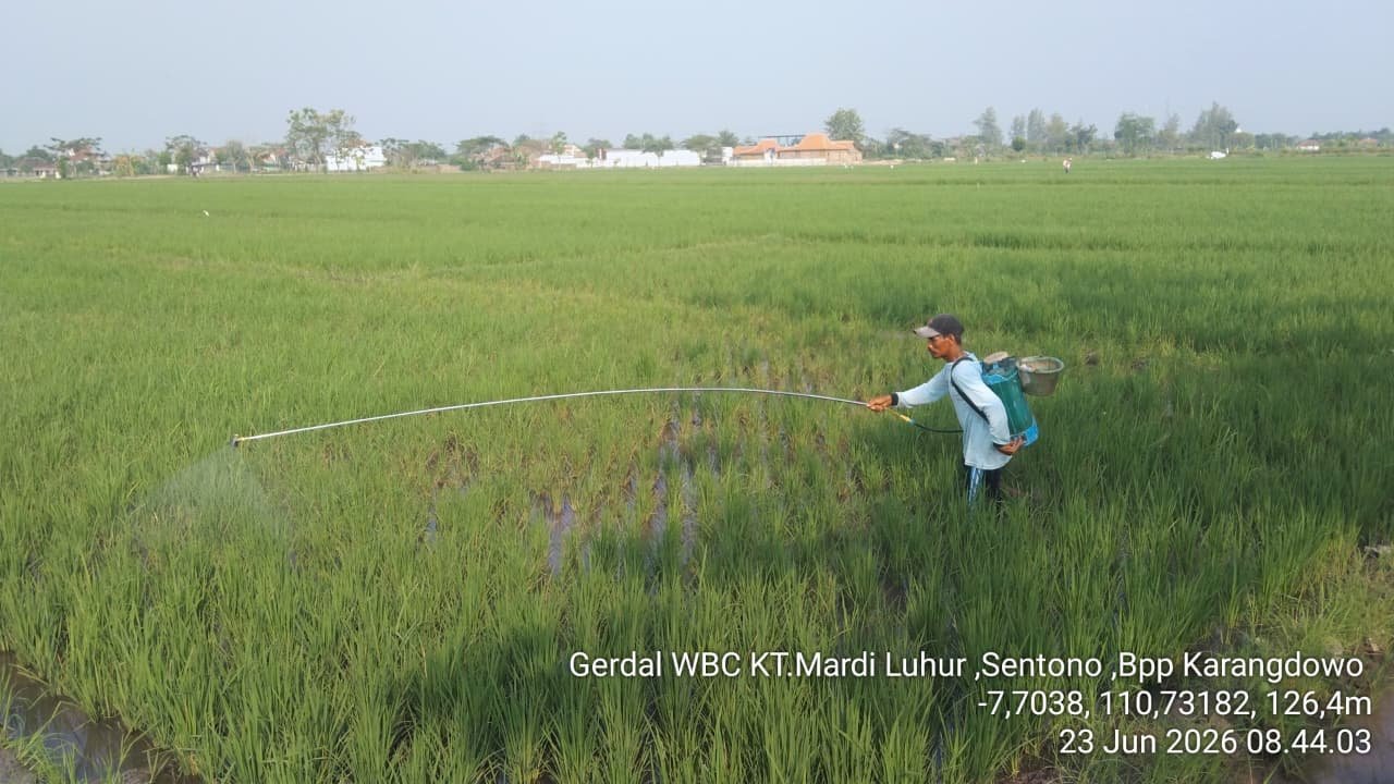 PENYULUHAN DAN GERDAL WBC (Wereng Batang Coklat) POKTAN MARDI LUHUR KARANGDOWO