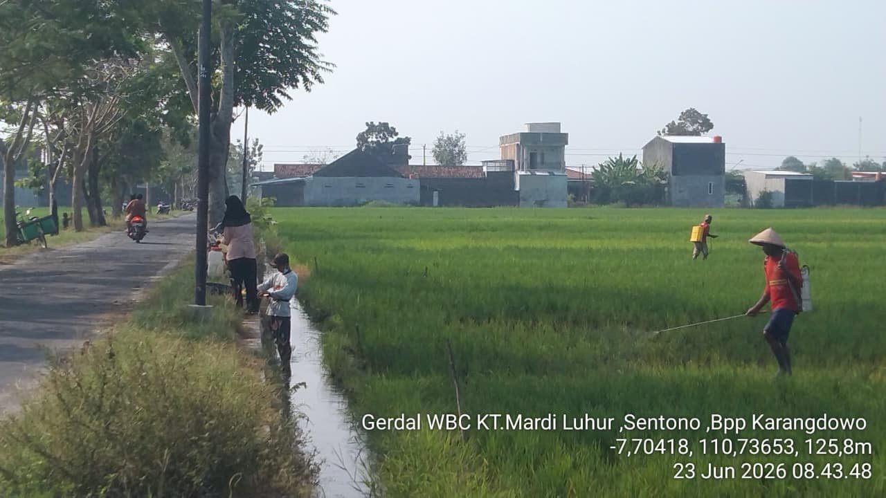 PENYULUHAN DAN GERDAL WBC (Wereng Batang Coklat) POKTAN MARDI LUHUR KARANGDOWO