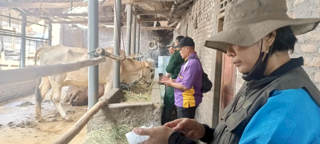 Puskeswan Kota Klaten Gelar Yanduwan, Vaksinasi PMK dan Monitoring Pedet IB di Desa Jimbung