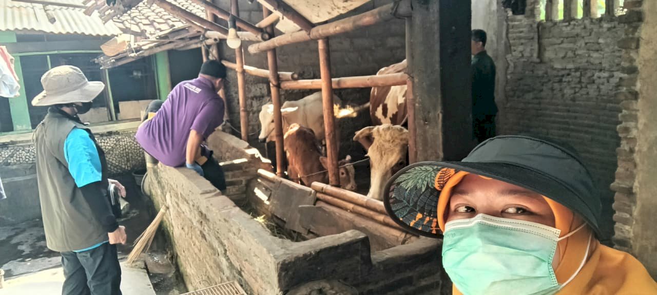 Puskeswan Kota Klaten Gelar Yanduwan, Vaksinasi PMK dan Monitoring Pedet IB di Desa Jimbung