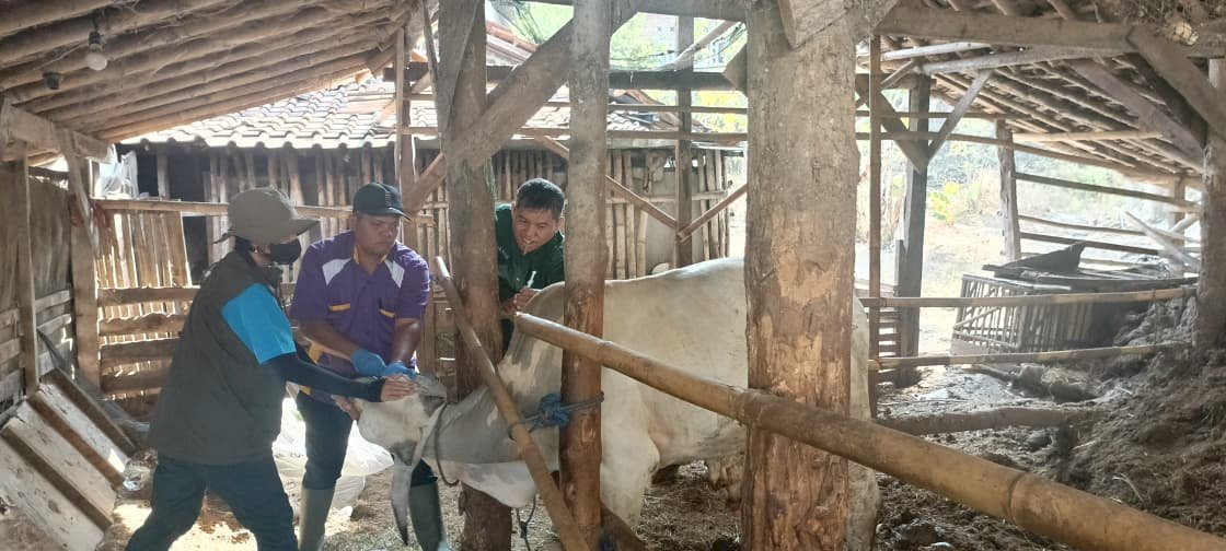 Puskeswan Kota Klaten Gelar Yanduwan, Vaksinasi PMK dan Monitoring Pedet IB di Desa Jimbung
