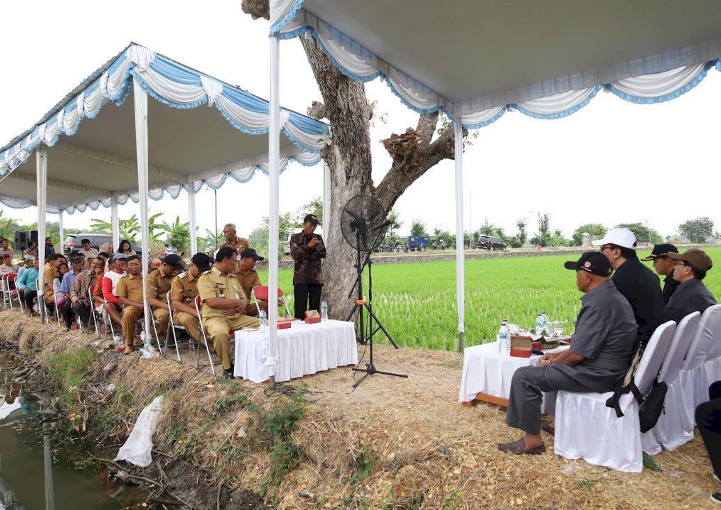 DKPP Klaten Siapkan Kunjungan Kerja Spesifik DPRD di Persawahan Desa Demangan Karangdowo