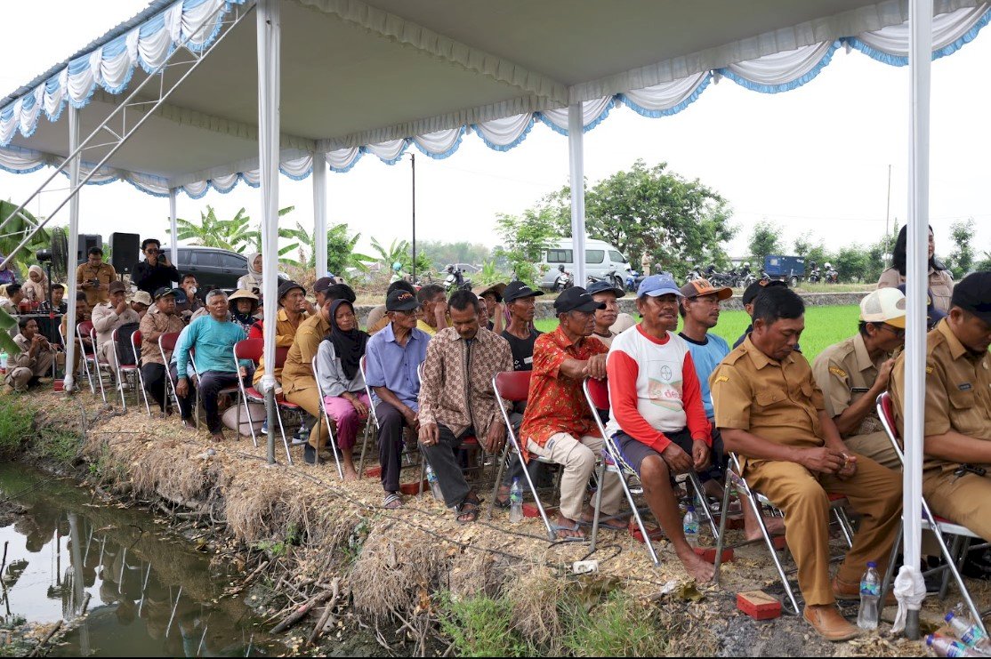 DKPP Klaten Siapkan Kunjungan Kerja Spesifik DPRD di Persawahan Desa Demangan Karangdowo
